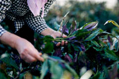 Beniya-Mukayu-Cuisine