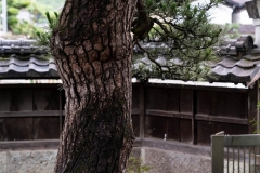 Iizukatei-garden-details