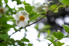 Iizukatei-garden-details2